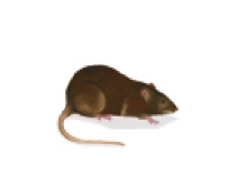 rat1
